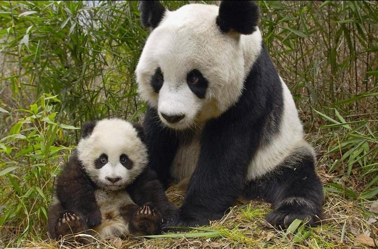 Gite Souai Et Zen , 5 Mn Du Zooparc De Beauval Saint-Aignan  Dış mekan fotoğraf